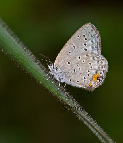 Common Meadow Blue