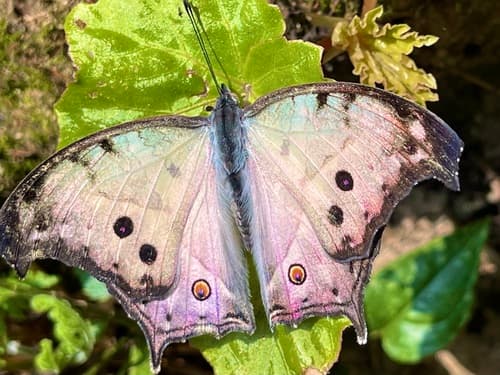 Common Mother-of-Pearl