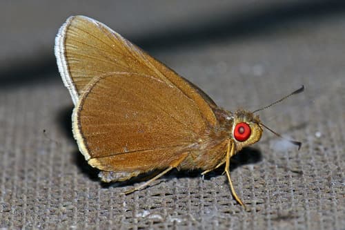 Common Redeye