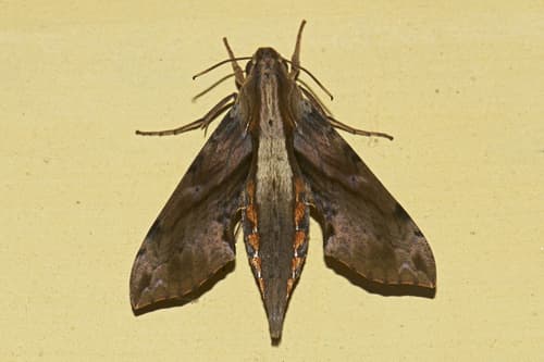 common rippled hawkmoth