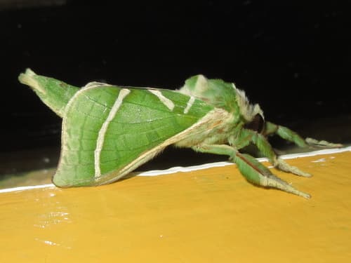 Common Splendid Ghost Moth