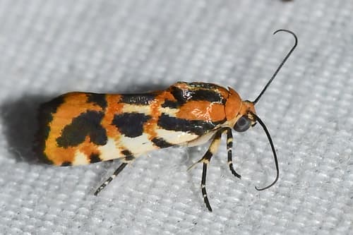 Common Spragueia Moth