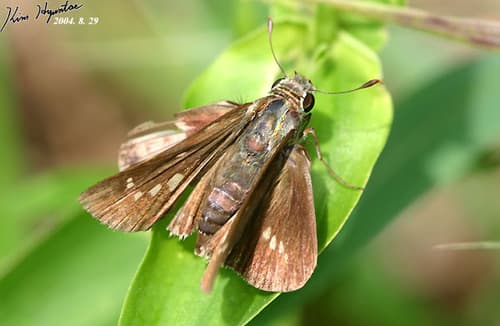 Common Straight Swift