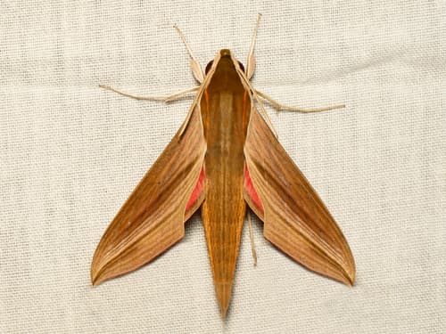 Common Striped Hawkmoth