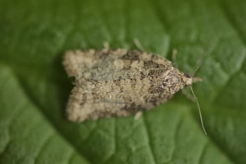 Common Tortrix
