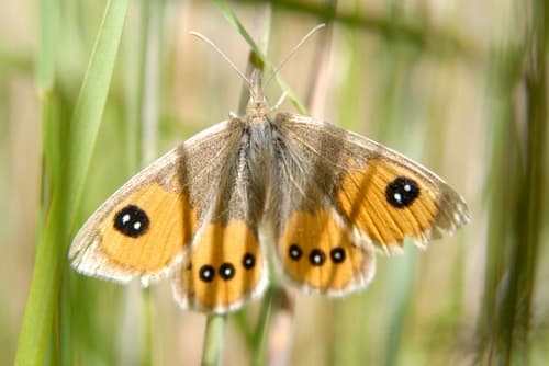 Common tussock butterfly