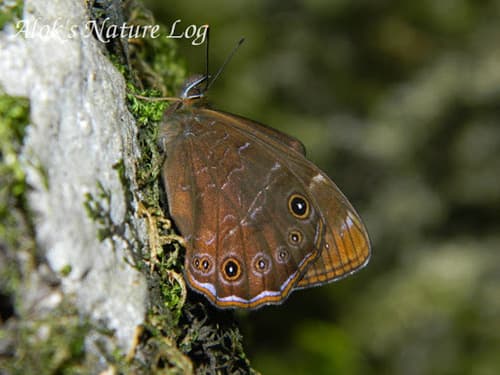 Common Woodbrown Butterfly