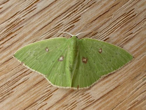 Green Emerald Moth