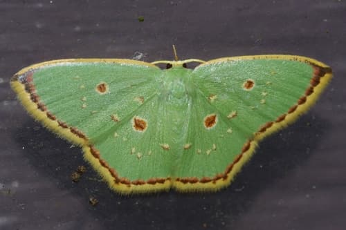 Comostola subtiliaria