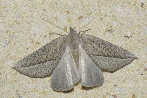 Compsoptera opacaria