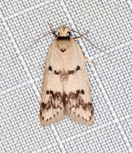 Compsotropha strophiella