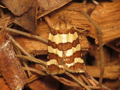 Conchylis subfurcatana