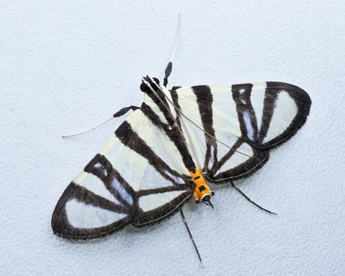 Conchylodes nolckenialis