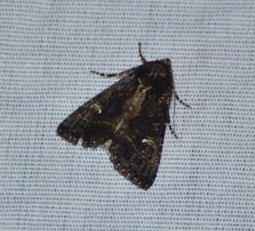 White-tipped Condica