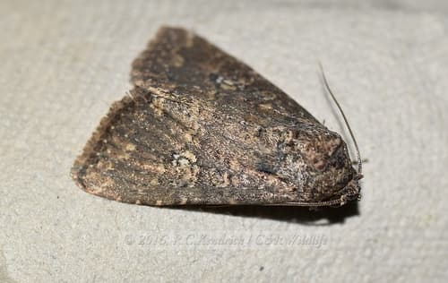 Conducta Moth