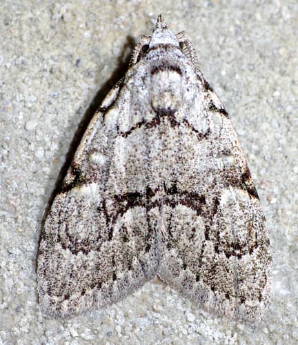 Confused Meganola Moth