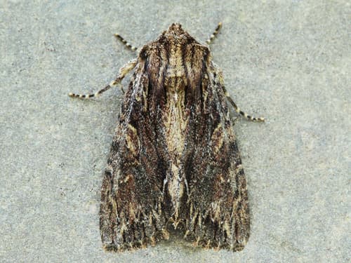 Confused Woodgrain Moth