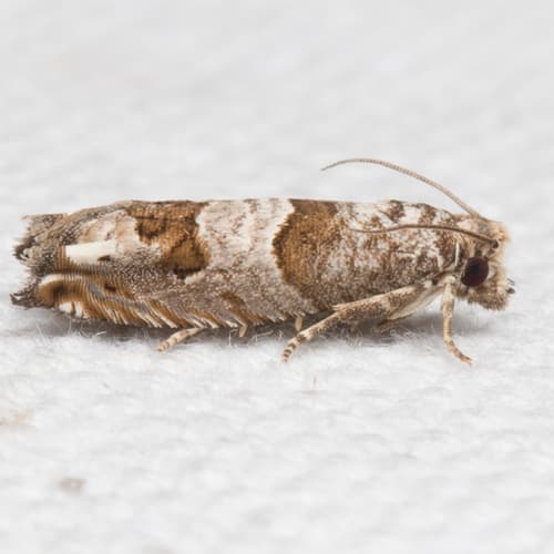 Constricted Sonia Moth