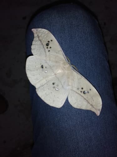 Many-windowed Silkmoth