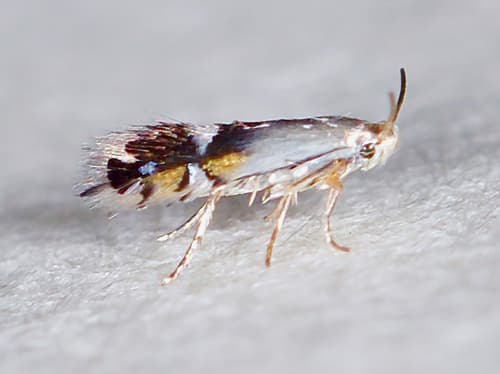 Coptodisca lucifluella