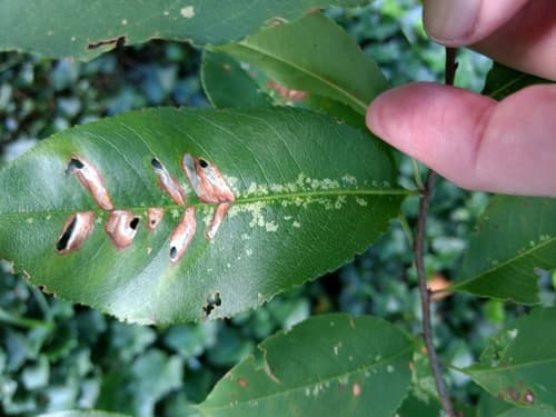Resplendent Shield Bearer