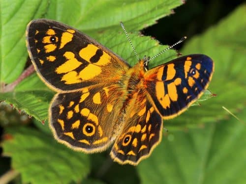 Spotted Fritillary