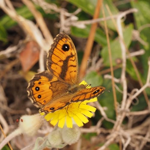 Corsican Wall Brown