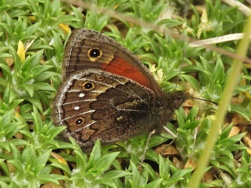Cosmosatyrus leptoneuroides