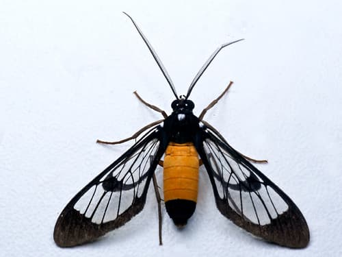 Cosmosoma stilbosticta