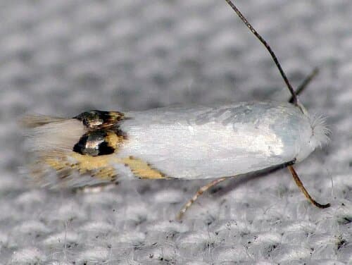 Cottonwood Leafminer