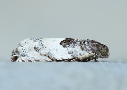 Cottonwood Twig Borer Moth