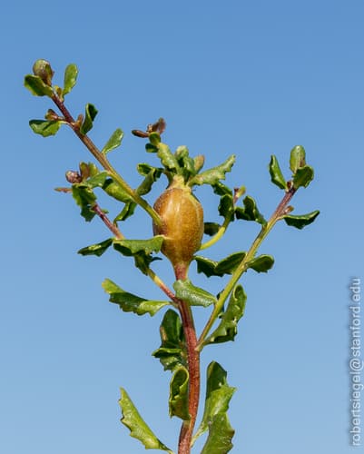 Coyote Brush Stem Gall Moth