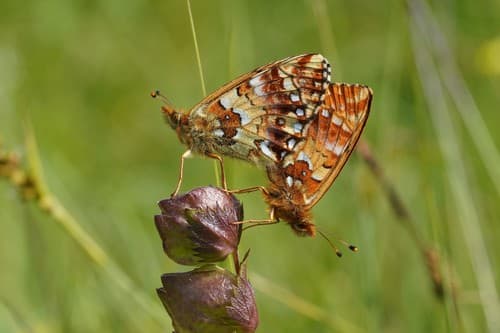Cranberry Fritillary