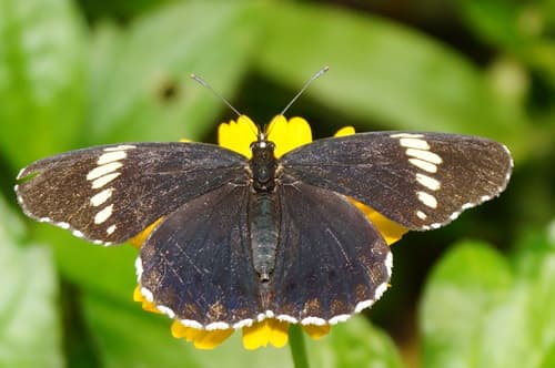 Cream-banded Checkerspot