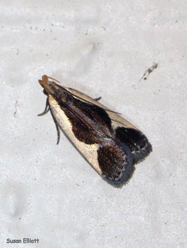 Cream-edged Dichomeris Moth