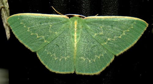 Cream-fringed Emerald