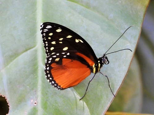 Cream-spotted Tigerwing