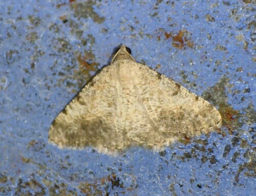 Creosote Moth