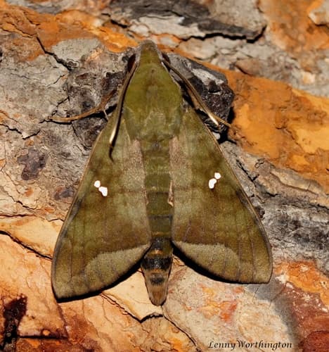 Crepuscular Hawkmoth