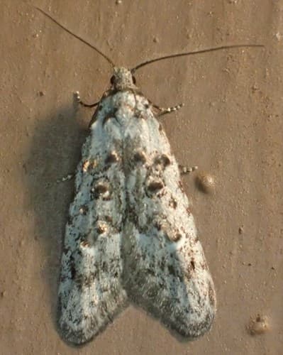 Crescent-marked Bondia