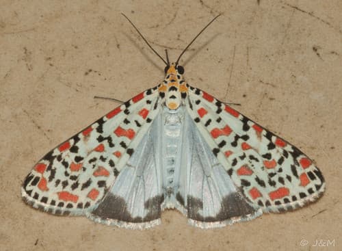 Crimson-speckled Flunkey