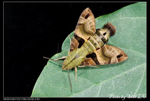 Crisp-banded Hummingbird Hawkmoth