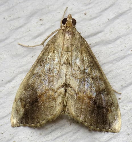 Cross-striped Cabbageworm Moth