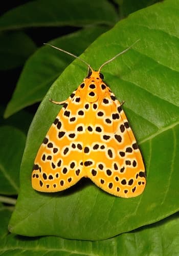 crotalaria pod borer