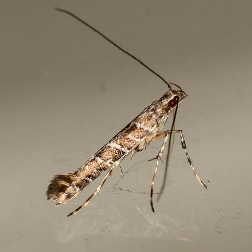 Cryptolectica strigosa