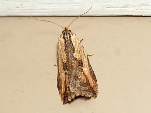 Cryptoptila immersana