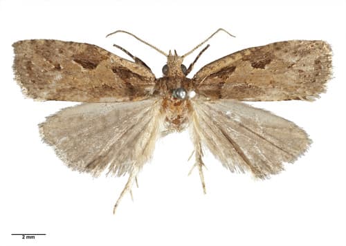 No specific common name found