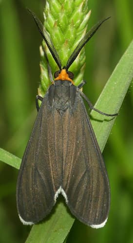 Red-headed Ctenucha
