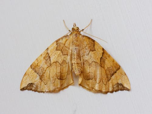 Currant Eulithis Moth