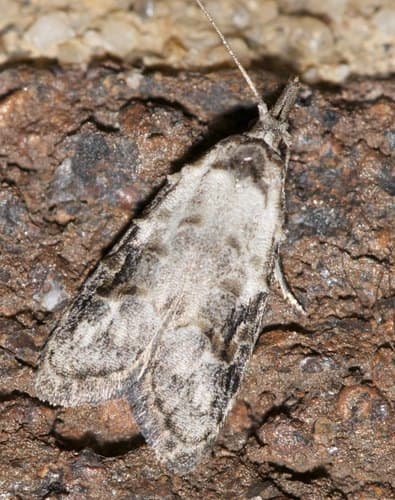 Currant Fruitworm Moth